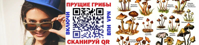 Псилоцибиновые грибы Cubensis  kraken ONION  Алатырь 